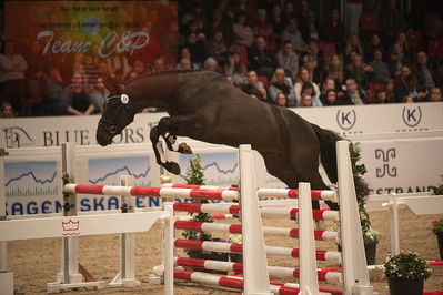 Dansk varmblod hingstekåring.
løssprngning 3års
Nøgleord: gracieux h.a.p