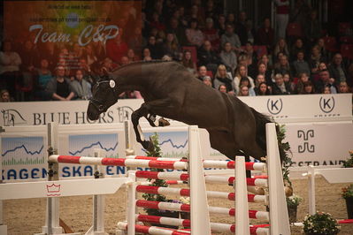Dansk varmblod hingstekåring.
løssprngning 3års
Nøgleord: gracieux h.a.p