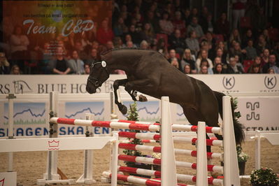 Dansk varmblod hingstekåring.
løssprngning 3års
Nøgleord: gracieux h.a.p