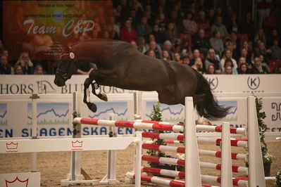 Dansk varmblod hingstekåring.
løssprngning 3års
Nøgleord: gracieux h.a.p