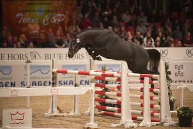 Dansk varmblod hingstekåring.
løssprngning 3års
Nøgleord: humberto ask