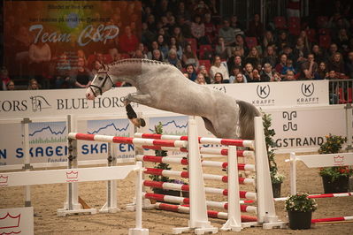 Dansk varmblod hingstekåring.
løssprngning 3års
Nøgleord: quinto ask