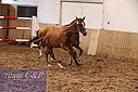 Filnavn=PT9_2858.JPG
Filstørrelse=511KiB
Dimensioner=1224x817
Dato for tilføjelse=%16 %858, %2020 PT9_2858.JPG