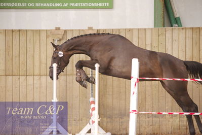 Sadelkåring 3 års og løsspring
Vallensbæk ridecenter
Nøgleord: krogsågårds bagheera