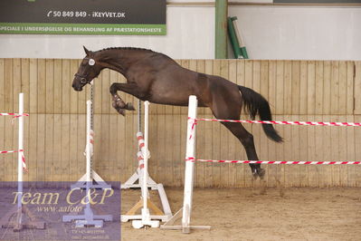 Sadelkåring 3 års og løsspring
Vallensbæk ridecenter
Nøgleord: krogsågårds bagheera