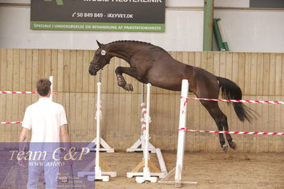 Sadelkåring 3 års og løsspring
Vallensbæk ridecenter
Nøgleord: krogsågårds bagheera