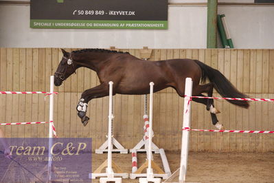 Sadelkåring 3 års og løsspring
Vallensbæk ridecenter
Nøgleord: hejbøls graceful