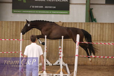 Sadelkåring 3 års og løsspring
Vallensbæk ridecenter
Nøgleord: hejbøls graceful