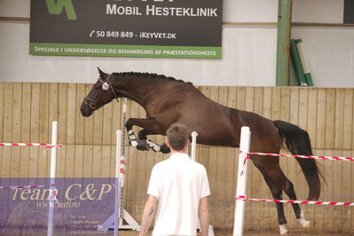 Sadelkåring 3 års og løsspring
Vallensbæk ridecenter
Nøgleord: hejbøls graceful