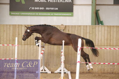 Sadelkåring 3 års og løsspring
Vallensbæk ridecenter
Nøgleord: havanna hillock