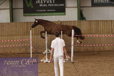 Sadelkåring 3 års og løsspring
Vallensbæk ridecenter
Nøgleord: hejbøls poca´hontas