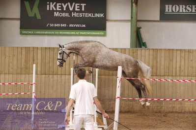 Sadelkåring 3 års og løsspring
Vallensbæk ridecenter
Nøgleord: zirocca