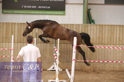 Sadelkåring 3 års og løsspring
Vallensbæk ridecenter
Nøgleord: candy de merignat