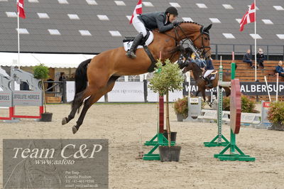 Absolut horses
ma 2 140cm
Nøgleord: søren møller rohde;alegra ask