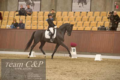 Blue Hors
dressur 6års kvl
Nøgleord: grand galiano;rikke dupont