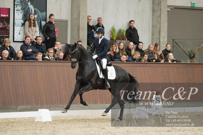 Nøgleord: blue hors zackorado;cristian tudela ruiz