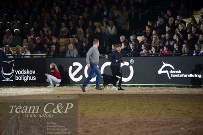 Jydske bank box
galashow
Nøgleord: ib kirk;hundeagilty