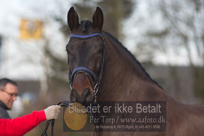 Hingstekåring i Grindsted Rideklub
Nøgleord: obelix;christina andersson