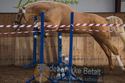 Hingstekåring i Grindsted Rideklub
Nøgleord: ganddrups golden toddler;ingrid-marie gandrup