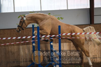 Hingstekåring i Grindsted Rideklub
Nøgleord: ganddrups golden toddler;ingrid-marie gandrup