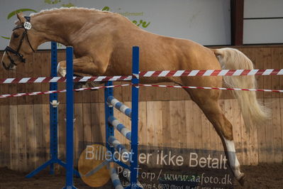 Hingstekåring i Grindsted Rideklub
Nøgleord: ganddrups golden toddler;ingrid-marie gandrup