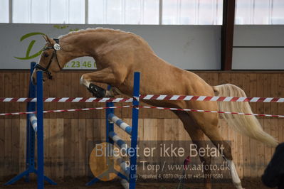 Hingstekåring i Grindsted Rideklub
Nøgleord: ganddrups golden toddler;ingrid-marie gandrup