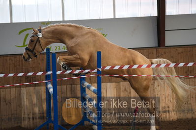 Hingstekåring i Grindsted Rideklub
Nøgleord: ganddrups golden toddler;ingrid-marie gandrup