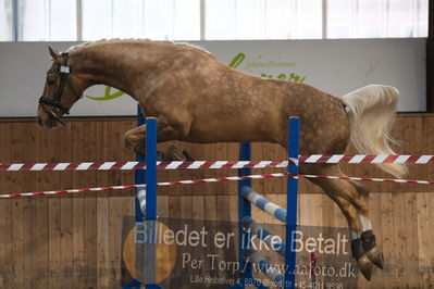 Hingstekåring i Grindsted Rideklub
Nøgleord: armani h;jeanette laursen