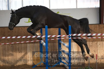 Hingstekåring i Grindsted Rideklub
Nøgleord: asterix;anne-line lund