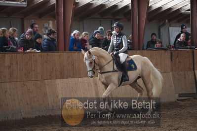 Hingstekåring i Grindsted Rideklub
Nøgleord: viggo b magiq;stald magi