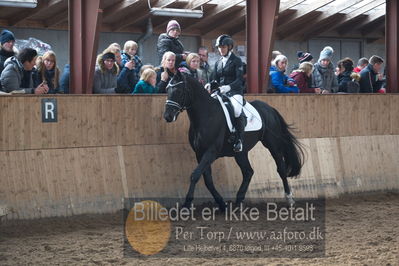 Hingstekåring i Grindsted Rideklub
Nøgleord: peterlunds black aslan;susanne aagaard