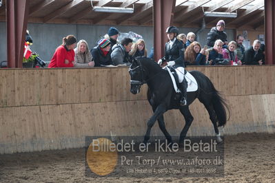 Hingstekåring i Grindsted Rideklub
Nøgleord: peterlunds black aslan;suanne aagaard nielsen