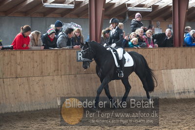 Hingstekåring i Grindsted Rideklub
Nøgleord: peterlunds black aslan;suanne aagaard nielsen