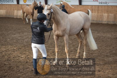 Hingstekåring i Grindsted Rideklub
