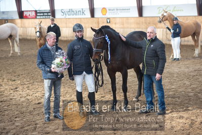 Hingstekåring i Grindsted Rideklub
Nøgleord: rex shipping xx;mark ovesen;klaus holm