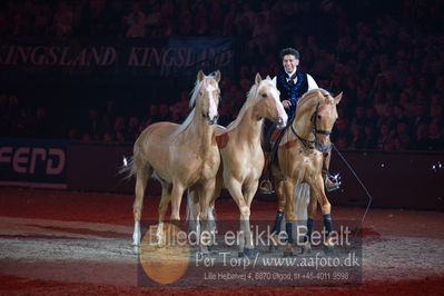 Dansk varmblod hingstekåring.
galashow
