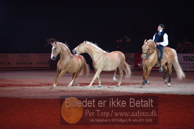 Dansk varmblod hingstekåring.
galashow
