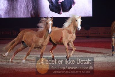 Dansk varmblod hingstekåring.
galashow
