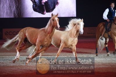 Dansk varmblod hingstekåring.
galashow
