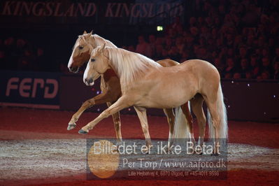 Dansk varmblod hingstekåring.
galashow
