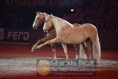 Dansk varmblod hingstekåring.
galashow
