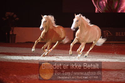 Dansk varmblod hingstekåring.
galashow
