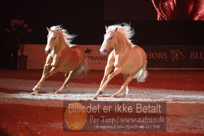 Dansk varmblod hingstekåring.
galashow
