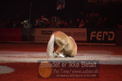 Dansk varmblod hingstekåring.
galashow
