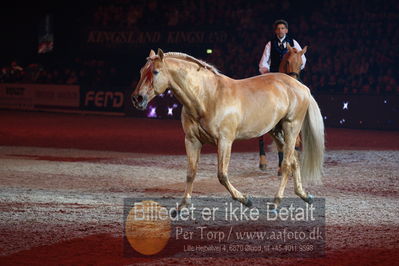 Dansk varmblod hingstekåring.
galashow
