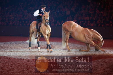 Dansk varmblod hingstekåring.
galashow
