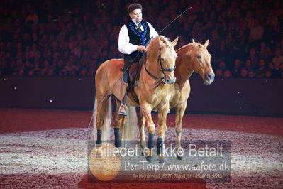 Dansk varmblod hingstekåring.
galashow
