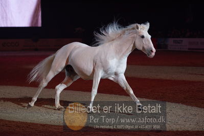 Dansk varmblod hingstekåring.
galashow
