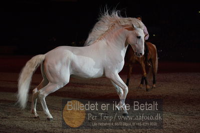 Dansk varmblod hingstekåring.
galashow
