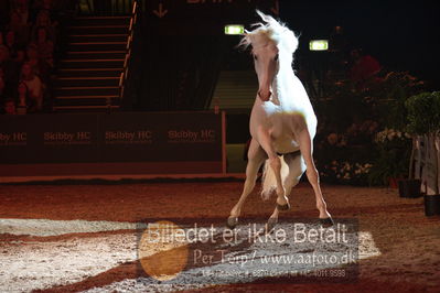 Dansk varmblod hingstekåring.
galashow
